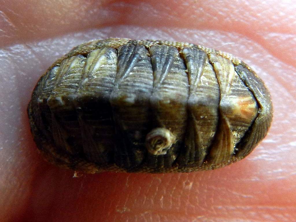 Polyplacophora sp. determinare